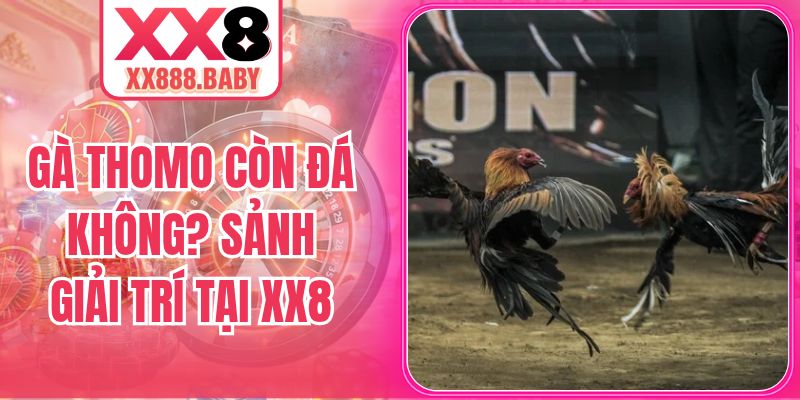 Gà Thomo Còn Đá Không? Khám Phá Sảnh Giải Trí Tại Xx8