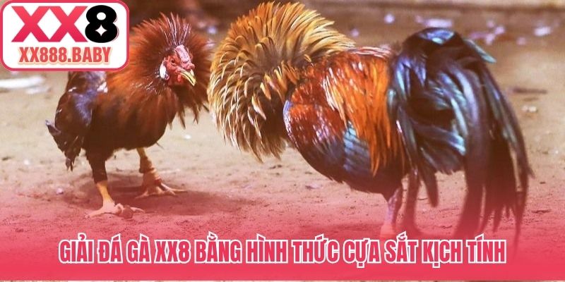 Giải đá gà XX8 bằng hình thức cựa sắt kịch tính