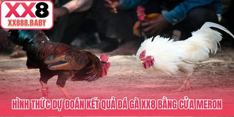 Hình thức dự đoán kết quả đá gà XX8 bằng cửa Meron